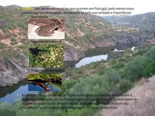  Anfíbios, das dezassete espécies que ocorrem em Portugal, pelo menos treze 
podem aqui ser observadas, destacando-se pela sua raridade e importância: 
1. Discoglosso 
2. Sapo-parteiro-ibérico 
3. Tritão-de-ventre-laranja. 
* As características climáticas da região restringem a actividade dos anfíbios a 
determinadas alturas do ano. Nas primeiras chuvas de Outono, podem observar-se 
grandes quantidades de anfíbios, nas suas migrações para os locais de 
reprodução que muitas vezes correspondem a lagoas temporárias. 
 