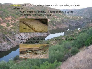  Répteis, estão referenciadas pelo menos vinte espécies, sendo de 
evidenciar: 
1. Cobra-de-pernas-pentadáctila (espécie rara e que se 
restringe à Península Ibérica); 
2. Cobra-de-colar (de hábitos crepusculares e ainda muito 
pouco conhecida). 
 