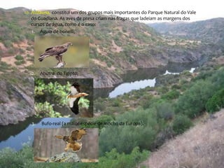  Avifauna, constitui um dos grupos mais importantes do Parque Natural do Vale 
do Guadiana. As aves de presa criam nas fragas que ladeiam as margens dos 
cursos de água, como é o caso: 
1. Águia de bonelli; 
2. Abutre do Egipto; 
3. Bufo-real (a maior espécie de mocho da Europa). 
 