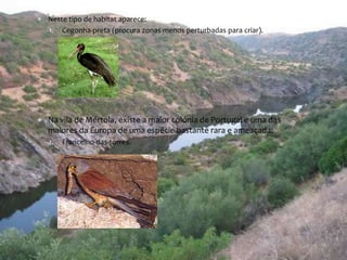  Neste tipo de habitat aparece: 
1. Cegonha-preta (procura zonas menos perturbadas para criar). 
 Na vila de Mértola, existe a maior colónia de Portugal e uma das 
maiores da Europa de uma espécie bastante rara e ameaçada: 
1. Francelho-das-torres. 
 