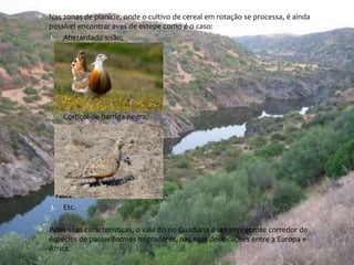  Nas zonas de planície, onde o cultivo de cereal em rotação se processa, é ainda 
possível encontrar aves de estepe como é o caso: 
1. Abetardado sisão; 
2. Cortiçol-de-barriga-negra; 
3. Etc. 
 Pelas suas características, o vale do rio Guadiana é um importante corredor de 
espécies de passeriformes migradores, nas suas deslocações entre a Europa e 
África. 
 