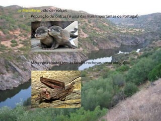  Mamíferos, são de realçar: 
1. População de lontras (é uma das mais importantes de Portugal) 
2. Morcego-rabudo (tem as fendas rochosas como abrigo). 
 