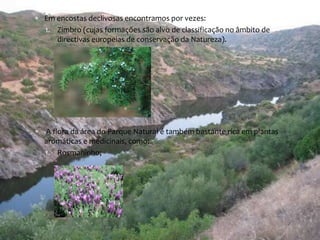  Em encostas declivosas encontramos por vezes: 
1. Zimbro (cujas formações são alvo de classificação no âmbito de 
directivas europeias de conservação da Natureza). 
 A flora da área do Parque Natural é também bastante rica em plantas 
aromáticas e medicinais, como: 
1. Rosmaninho; 
 