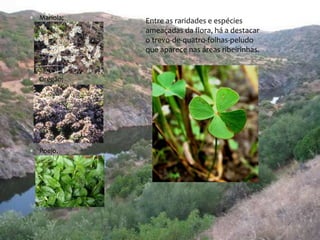  Mariola; 
 Orégão; 
 Poejo. 
Entre as raridades e espécies 
ameaçadas da flora, há a destacar 
o trevo-de-quatro-folhas-peludo 
que aparece nas áreas ribeirinhas. 
 