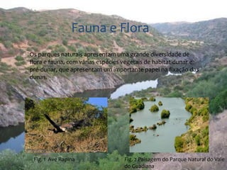 Fauna e Flora 
 Os parques naturais apresentam uma grande diversidade de 
flora e fauna, com várias espécies vegetais de habitat dunar e 
pré-dunar, que apresentam um importante papel na fixação das 
dunas. 
Fig. 1 Ave Rapina Fig. 2 Paisagem do Parque Natural do Vale 
do Guadiana 
 