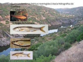  Quatro endemismos ibéricos restringidos à bacia hidrográfica do 
Guadiana: 
1. Saramugos 
2. Bogas-do-Guadiana; 
3. Barbos-de-cabeça-pequena; 
4. Barbos de steindachner. 
 