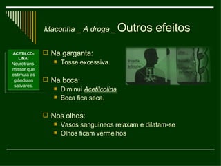 Outros efeitos Na garganta: Tosse excessiva Na boca: Diminui  Acetilcolina Boca fica seca. Nos olhos: Vasos sanguíneos relaxam e dilatam-se Olhos ficam vermelhos Maconha _ A droga _ ACETILCO-LINA: Neurotrans-missor que estimula as glândulas salivares. 