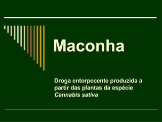 Maconha Droga entorpecente produzida a partir das plantas da espécie  Cannabis sativa 