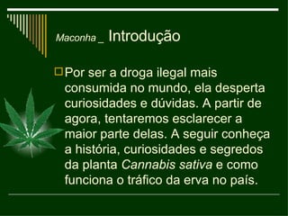 Maconha _  Introdução Por ser a droga ilegal mais consumida no mundo, ela desperta curiosidades e dúvidas. A partir de agora, tentaremos esclarecer a maior parte delas. A seguir conheça a história, curiosidades e segredos da planta  Cannabis sativa  e como funciona o tráfico da erva no país. 