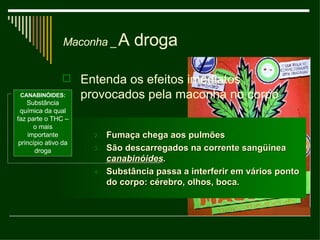 A droga Entenda os efeitos imediatos provocados pela maconha no corpo Maconha _ Fumaça chega aos pulmões São descarregados na corrente sangüínea  canabinóides . Substância passa a interferir em vários ponto do corpo: cérebro, olhos, boca. CANABINÓIDES: Substância química da qual faz parte o THC – o mais importante princípio ativo da droga 