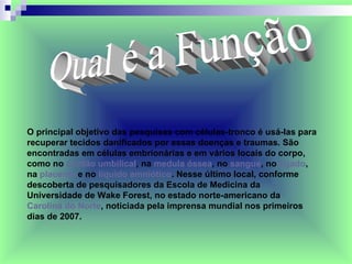 O principal objetivo das pesquisas com células-tronco é usá-las para recuperar tecidos danificados por essas doenças e traumas. São encontradas em células embrionárias e em vários locais do corpo, como no  cordão umbilical , na  medula óssea , no  sangue , no  fígado , na  placenta  e no  líquido amniótico . Nesse último local, conforme descoberta de pesquisadores da Escola de Medicina da Universidade de Wake Forest, no estado norte-americano da  Carolina do Norte , noticiada pela imprensa mundial nos primeiros dias de 2007.   Qual é a Função 