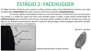 ESTÁGIO 2: FACEHUGGER
O estágio de larva saindo do ovo é comum à vários animais, como a larva Schistosoma mansoni, que nada
em água doce contaminada até a pele humana, onde entra causando a esquistossomose:
Os vermes adultos microscópicos vivem nas veias do intestino. A maioria de seus ovos fica presa
nos tecidos e a reação do corpo com eles causa grandes danos a saúde. A água estaria contaminada de
coliformes fecais que já contém ovos da larva, que após eclodir, invadem tecidos de caracóis que vivem no
lago ou rio, quando se desenvolvem, deixam o caracol e vão para água, onde conseguem sobreviver até 48h,
com objetivo de encontrar um hospedeiro.
Schistosoma mansoni
Pele humana
Ovo de S. mansoni
O parasita penetrando na pele humana
 