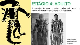 ESTÁGIO 4: ADULTO
Do estágio três para o quatro, o Alien vai crescendo
através de mudas de pele, como as cobras fazem.
Bolagi badejo
com a fantasia
do Alien
 