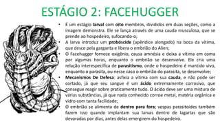 ESTÁGIO 2: FACEHUGGER
• É um estágio larval com oito membros, divididos em duas seções, como a
imagem demonstra. Ele se lança através de uma cauda musculosa, que se
prende ao hospedeiro, sufocando-o;
• A larva introduz um probóscide (apêndice alongado) na boca da vítima,
que desce pela garganta e libera o embrião do Alien;
• O Facehugger fornece oxigênio, causa amnésia e deixa a vítima em coma
por algumas horas, enquanto o embrião se desenvolve. Ele cria uma
relação interespecífica de parasitismo, onde o hospedeiro é mantido vivo,
enquanto o parasita, ou nesse caso o embrião do parasita, se desenvolve;
• Mecanismos De Defesa: asfixia a vítima com sua cauda, e não pode ser
cortado, já que seu sangue é um ácido extremamente corrosivo, que
consegue reagir sobre praticamente tudo. O ácido deve ser uma mistura de
várias substâncias, já que nada conhecido corroe metal, matéria orgânica e
vidro com tanta facilidade;
• O embrião se alimenta de dentro para fora; vespas parasitoides também
fazem isso quando implantam sua larvas dentro de lagartas que são
devoradas por dias, antes delas emergirem do hospedeiro.
 