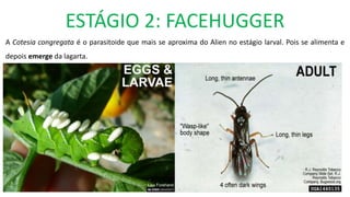 ESTÁGIO 2: FACEHUGGER
A Cotesia congregata é o parasitoide que mais se aproxima do Alien no estágio larval. Pois se alimenta e
depois emerge da lagarta.
 