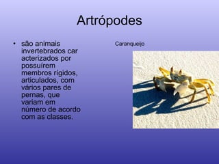 Artrópodes são animais invertebrados caracterizados por possuírem membros rígidos, articulados, com vários pares de pernas, que variam em número de acordo com as classes. Caranqueijo 