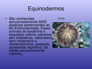 Equinodermos São conhecidas aproximadamente 6000 espécies pertencentes ao filo Echinodermata. Esses animais de epiderme e esqueleto interno calcários são triblásticos, celomados, sem metameria e deuterostômios, podendo apresentar espinhos. De hábito exclusivamente marinho,  Ouriço 