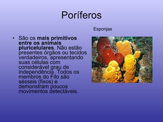 Poríferos São os  mais primitivos entre os animais pluricelulares . Não estão presentes órgãos ou tecidos verdadeiros, apresentando suas células com considerável grau de independência. Todos os membros do Filo são sésseis (fixos) e demonstram poucos movimentos detectáveis .   Esponjas 