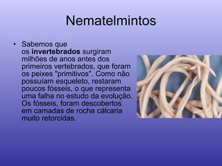 Nematelmintos Sabemos que os  invertebrados  surgiram milhões de anos antes dos primeiros vertebrados, que foram os peixes "primitivos". Como não possuíam esqueleto, restaram poucos fósseis, o que representa uma falha no estudo da evolução. Os fósseis, foram descobertos em camadas de rocha cálcaria muito retorcidas.  