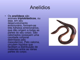Anelídios Os  anelídeos  são animais  triploblásticos , ou seja, em seu desenvolvimento embrionário, formam-se três folhetos embrionários, que dão origem a todas as partes do seu corpo. São celomados (possuem uma cavidade corporal delimitada pelo mesoderma). Pelo celoma, circulam líquidos que facilitam a distribuição de materiais entre as várias partes do corpo.  