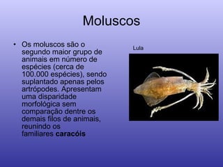 Moluscos Os moluscos são o segundo maior grupo de animais em número de espécies (cerca de 100.000 espécies), sendo suplantado apenas pelos artrópodes. Apresentam uma disparidade morfológica sem comparação dentre os demais filos de animais, reunindo os familiares  caracóis   Lula 