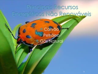 Carvão Petróleo Gás Natural 