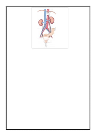 Ciências   sistema circulatório e excretor
