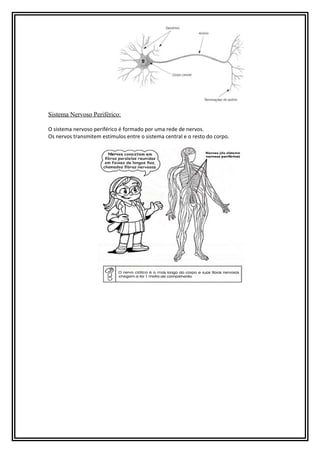 Sistema Nervoso Periférico:
O sistema nervoso periférico é formado por uma rede de nervos.
Os nervos transmitem estímulos entre o sistema central e o resto do corpo.

 