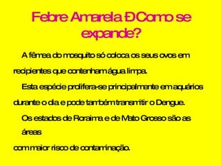 Febre Amarela – Como se expande? A fêmea do mosquito só coloca os seus ovos em recipientes que contenham água limpa. Esta espécie prolifera-se principalmente em aquários durante o dia e pode também transmitir o Dengue. Os estados de Roraima e de Mato Grosso são as áreas com maior risco de contaminação. 