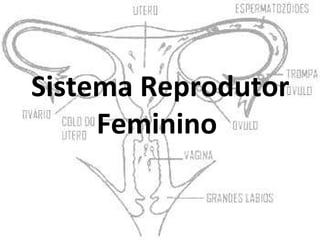 Sistema Reprodutor
     Feminino
 