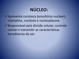 NÚCLEO:
Apresenta carioteca (envoltório nuclear),
cromatina, nucléolo e nucleoplasma.
Responsável pela divisão celular, controle
celular e transmitir as características
hereditárias do ser.
 