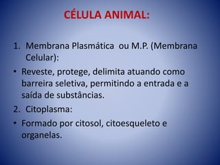 CÉLULA ANIMAL:
1. Membrana Plasmática ou M.P. (Membrana
Celular):
• Reveste, protege, delimita atuando como
barreira seletiva, permitindo a entrada e a
saída de substâncias.
2. Citoplasma:
• Formado por citosol, citoesqueleto e
organelas.
 