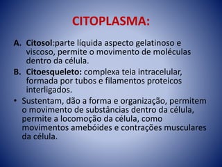 CITOPLASMA:
A. Citosol:parte líquida aspecto gelatinoso e
viscoso, permite o movimento de moléculas
dentro da célula.
B. Citoesqueleto: complexa teia intracelular,
formada por tubos e filamentos proteicos
interligados.
• Sustentam, dão a forma e organização, permitem
o movimento de substâncias dentro da célula,
permite a locomoção da célula, como
movimentos amebóides e contrações musculares
da célula.
 