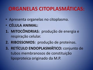 ORGANELAS CITOPLASMÁTICAS:
• Apresenta organelas no citoplasma.
• CÉLULA ANIMAL:
1. MITOCÔNDRIAS: produção de energia e
respiração celular.
2. RIBOSSOMOS: produção de proteínas.
3. RETÍCULO ENDOPLASMÁTICO: conjunto de
tubos membranosos de constituição
lipoproteica originado da M.P.
 