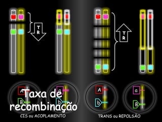A              a     A             a

B             b      b             B

CIS ou ACOPLAMENTO   TRANS ou REPOLSÃO
 