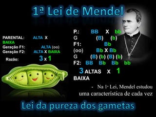 P.:  BB X bb
PARENTAL:     ALTA X         G      (B) (b)
BAIXA
Geração F1:      ALTA (oo)
                             F1:        Bb
Geração F2:   ALTA X BAIXA   (oo)   Bb X Bb
 Razão:         3X1          G    (B) (b) (B) (b)
                             F2: BB Bb Bb bb
                               3 ALTAS     X   1
                             BAIXA
                                     - Na 1ª Lei, Mendel estudou
                              uma característica de cada vez
 