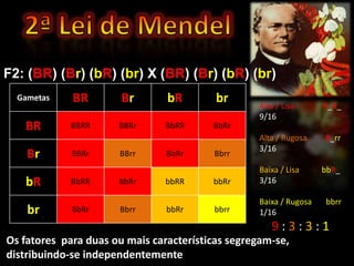 F2: (BR) (Br) (bR) (br) X (BR) (Br) (bR) (br)
  Gametas    BR        Br       bR        br      Alta / Lisa      B_R_
                                                  9/16
   BR        BBRR     BBRr      BbRR     BbRr
                                                  Alta / Rugosa    B_rr
                                                  3/16
    Br       BBRr     BBrr      BbRr     Bbrr
                                                  Baixa / Lisa     bbR_
   bR        BbRR     BbRr      bbRR     bbRr     3/16

                                                  Baixa / Rugosa   bbrr
    br       BbRr     Bbrr      bbRr     bbrr     1/16
                                                     9:3:3:1
Os fatores para duas ou mais características segregam-se,
distribuindo-se independentemente
 