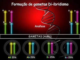 A   a                                  A      a




B   b                                   b     B
                  Anáfase


              GAMETAS (AaBb)




    AB 25%   Ab 25%         Ba 25%   ba 25%
 