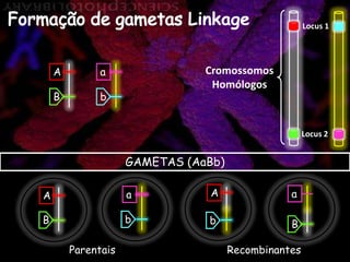 Linkage                  Locus 1




    A         a                Cromossomos
                                Homólogos
    B         b


                                                     Locus 2


                    GAMETAS (AaBb)

A                   a           A               a

B                   b          b                B

        Parentais                    Recombinantes
 