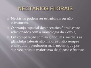  Nectários podem ser estruturais ou não 
estruturais. 
 O arranjo espacial dos nectários florais estão 
relacionados com a morfologia da Corola, 
 Em comparação com as glândulas mediais as 
glândulas laterais são maiores , são sempre 
enervadas , produzem mais néctar, que por 
sua vez possue maior taxa de glicose e frutose. 
 
