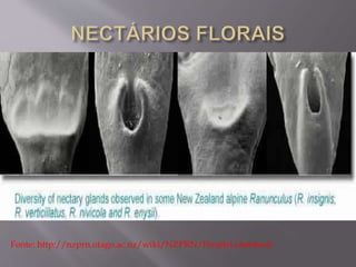 Fonte: http://nzprn.otago.ac.nz/wiki/NZPRN/PeopleLehnebach 
 