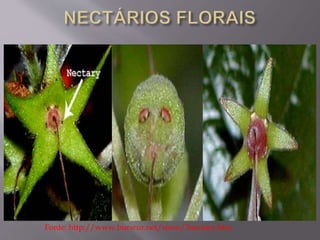 Fonte: http://www.burwur.net/sinns/3nectary.htm 
 