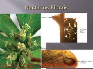 Fonte: http://wiley-vch.e-bookshelf.de/products/reading-epub/product-id/ 
754328/title/Weed%2BAnatomy.html 
 