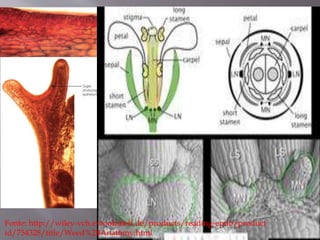 Fonte: http://wiley-vch.e-bookshelf.de/products/reading-epub/product 
id/754328/title/Weed%2BAnatomy.html 
 