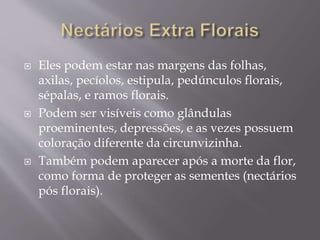  Eles podem estar nas margens das folhas, 
axilas, pecíolos, estipula, pedúnculos florais, 
sépalas, e ramos florais. 
 Podem ser visíveis como glândulas 
proeminentes, depressões, e as vezes possuem 
coloração diferente da circunvizinha. 
 Também podem aparecer após a morte da flor, 
como forma de proteger as sementes (nectários 
pós florais). 
 