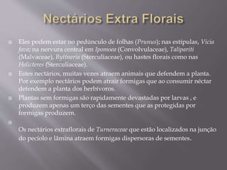  Eles podem estar no pedúnculo de folhas (Prunus); nas estípulas, Vicia 
fava; na nervura central em Ipomoea (Convolvulaceae), Talipariti 
(Malvaceae), Byttneria (Sterculiaceae), ou hastes florais como nas 
Helicteres (Sterculiaceae). 
 Estes nectários, muitas vezes atraem animais que defendem a planta. 
Por exemplo nectários podem atrair formigas que ao consumir néctar 
defendem a planta dos herbívoros. 
 Plantas sem formigas são rapidamente devastadas por larvas , e 
produzem apenas um terço das sementes que as protegidas por 
formigas produzem. 
 
Os nectários extraflorais de Turneraceae que estão localizados na junção 
do pecíolo e lâmina atraem formigas dispersoras de sementes. 
 