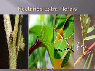 Fonte: antsandtheplanet.blogspot.com 
 