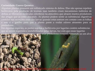 Curiosidade: Guerra Química 
Algumas plantas possuem um sofisticado sistema de defesa. Elas não apenas repelem 
herbívoros pela produção de toxinas, mas também criam mecanismos indiretos de 
defesa ao liberarem moléculas odoríferas na atmosfera que atraem insetos predadores 
das pragas que as estão atacando. As plantas podem sentir as substâncias digestivas 
contidas nas secreções orais das larvas quando estas entram em contato com as folhas 
e este é o gatilho para que a planta passe a exalar odores atraentes para os 
predadores. 
Em algumas espécies, as partes sujeitas a herbivoria por lagartas contém substâncias 
que ao serem ingeridas e metabolizadas pelas larvas, faz com que essas lagartas 
passem a exalar odores atraentes para seus predadores (vespas), tornando-as um alvo 
preferencial. 
Fonte: http://phys.org/news202032966.html#nRlv 
Fonte: http://phys.org/news/2011-04-lollipops-side-effects-sugary-betrays.html 
 