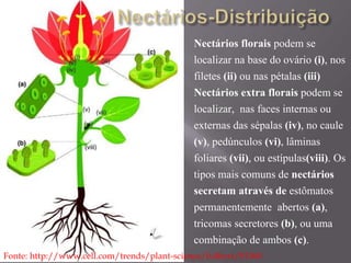 Nectários florais podem se 
localizar na base do ovário (i), nos 
filetes (ii) ou nas pétalas (iii) 
Nectários extra florais podem se 
localizar, nas faces internas ou 
externas das sépalas (iv), no caule 
(v), pedúnculos (vi), lâminas 
foliares (vii), ou estípulas(viii). Os 
tipos mais comuns de nectários 
secretam através de estômatos 
permanentemente abertos (a), 
tricomas secretores (b), ou uma 
combinação de ambos (c). 
Fonte: http://www.cell.com/trends/plant-science/fulltext/S1360- 
1385%2811%2900006-9 
 