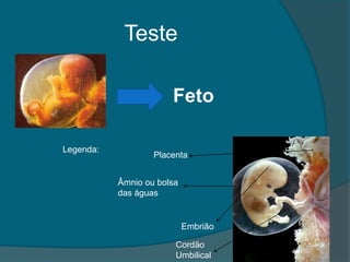Teste

                       Feto

Legenda:
                   Placenta


           Âmnio ou bolsa
           das águas


                            Embrião

                        Cordão
                        Umbilical
 